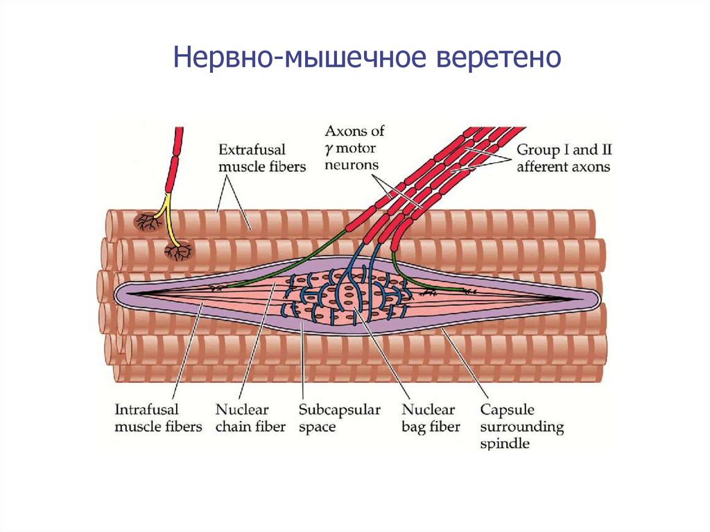 Рецепторы мышц. Строение нервно-мышечного веретена. Нервномыщечное Веретено гистология. Нервно мышечное Веретено гистология. Нервно мышечное Веретено физиология.