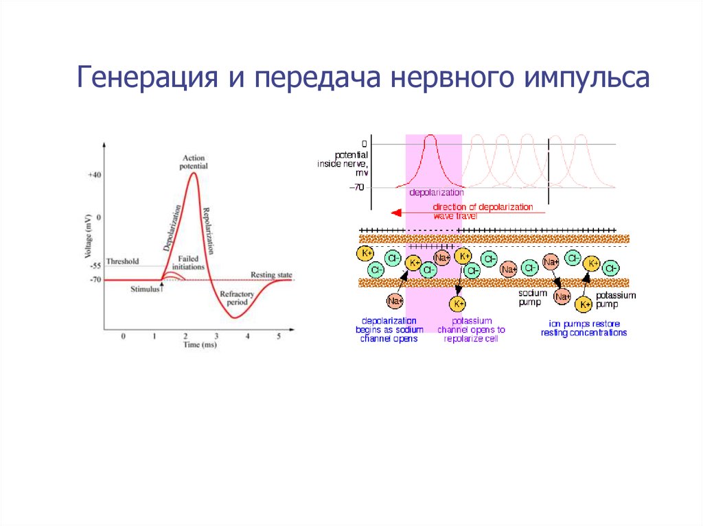 Импульсы передающие данные. Генерация нервного импульса. Схема проведения нервного импульса. Передача нервного импульса. Распространение нервного импульса.