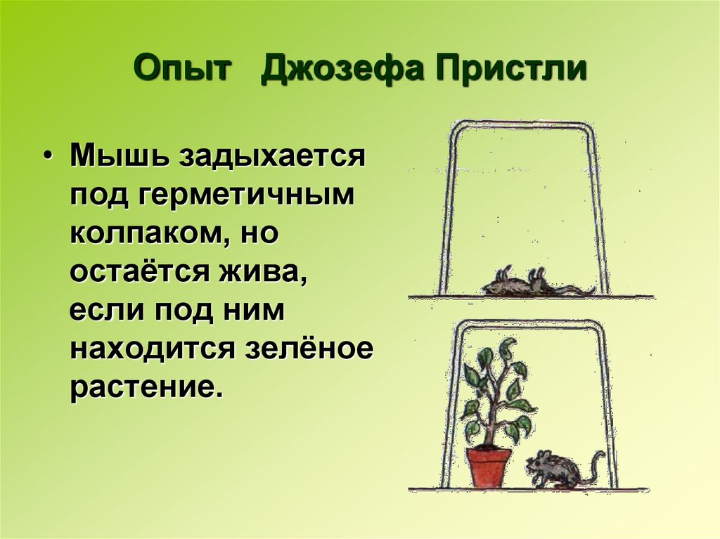 Опыт дж пристли изображенный на рисунке доказывает что мышь выдыхает углекислый газ