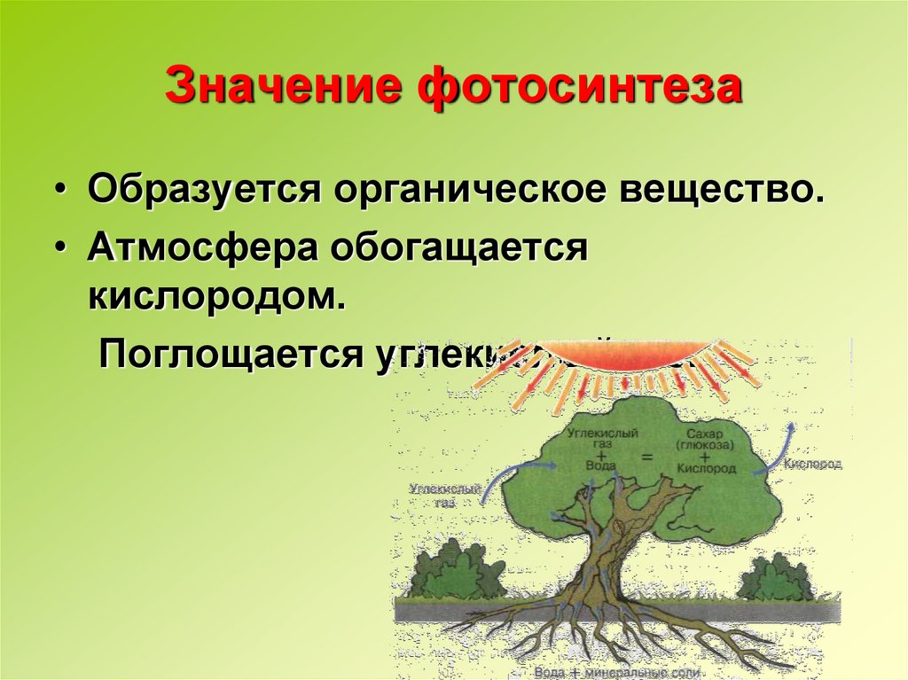 Значение фотосинтеза для растений 5 класс. Значение фотосинтеза в природе. Роль фотосинтеза для живых организмов. Фотосинтез значение фотосинтеза. Роль фотосинтеза для растений.
