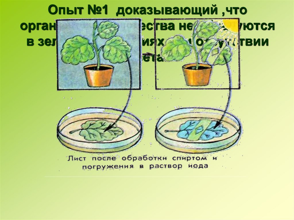 Образование органических веществ из неорганических на свету