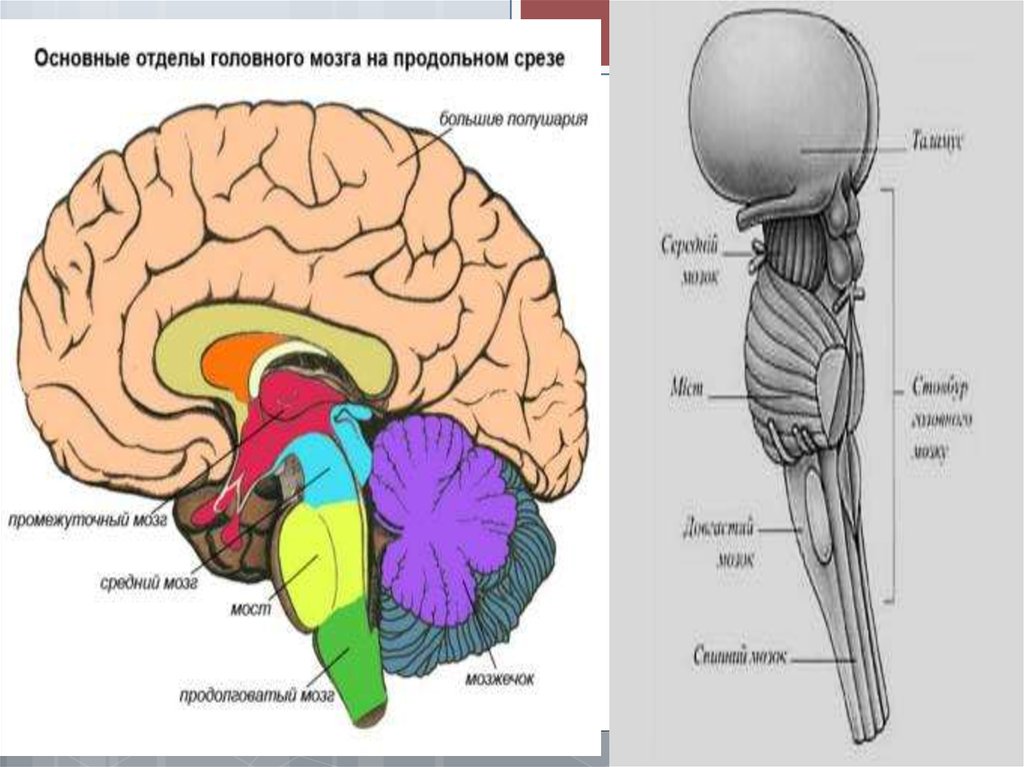 5 основных мозгов. Основные отделы головного мозга. Основные отделы головного мозга на продольном срезе. Отделы мозга схема. Пять основных отделов головного мозга.