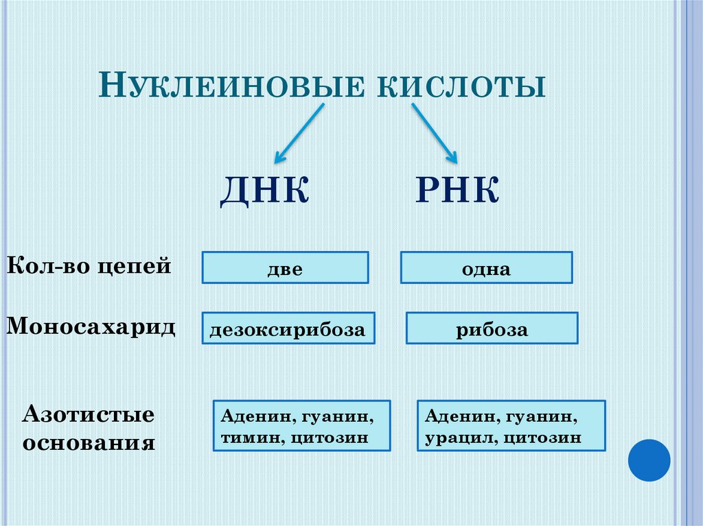 Биология нуклеиновые кислоты 9 класс презентация