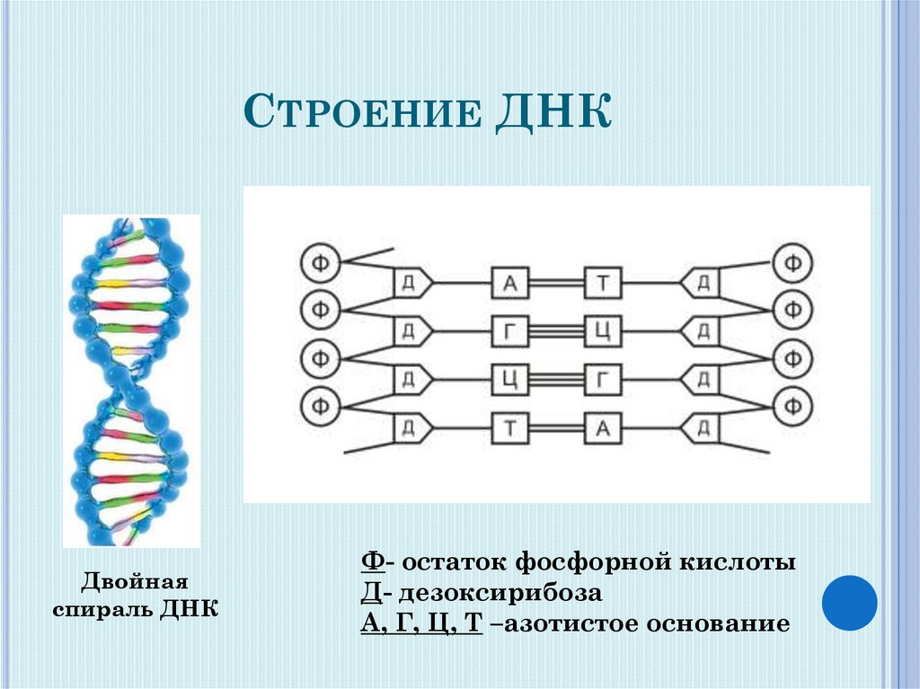 Химические соединения днк. Структура молекулы ДНК схема. Схема строения молекулы ДНК. Схематическое строение молекулы ДНК. Схематичное строение молекулы ДНК.