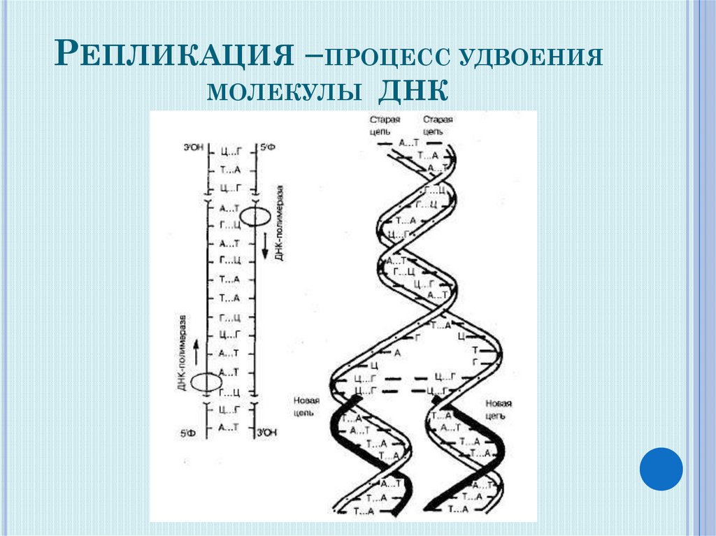 Процесс разрезания молекулы днк. Схема репликации ДНК биохимия. Репликация удвоение ДНК. Схема процесса репликации. Схема репликации молекулы ДНК.