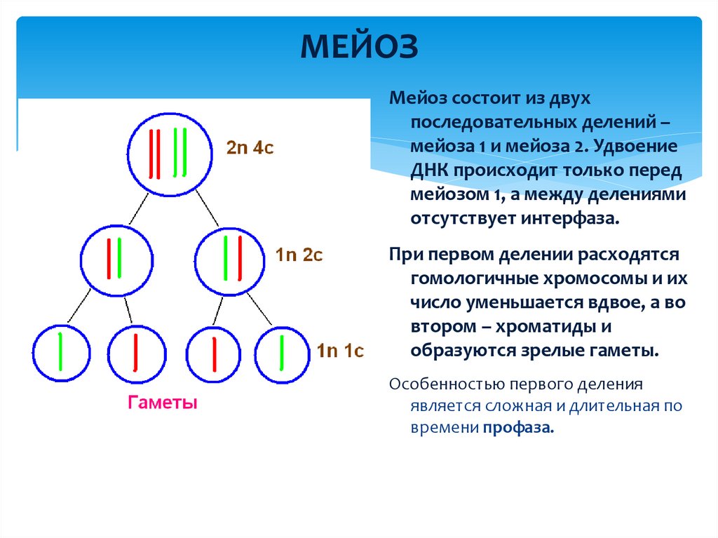 В результате мейоза получаются