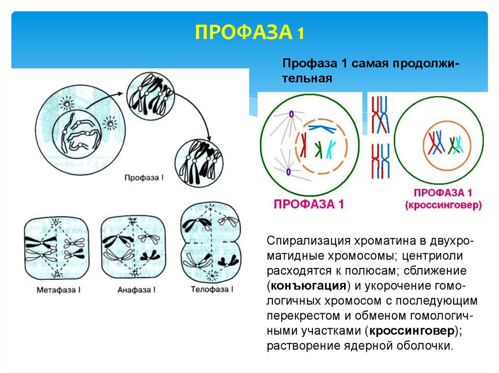 Спирализация хромосом конъюгация. Профаза 1. Профаза мейоза 1. Профаза митоза. Фаза.