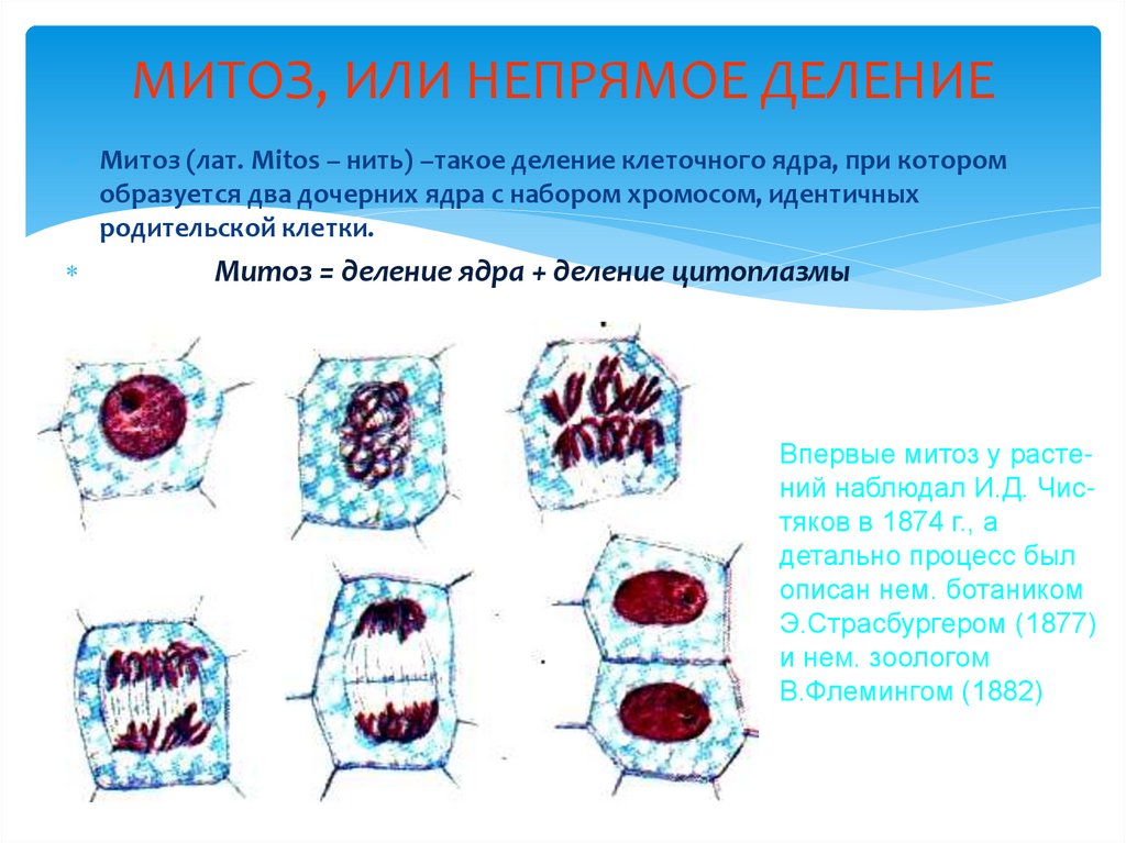 Деление митоз картинки