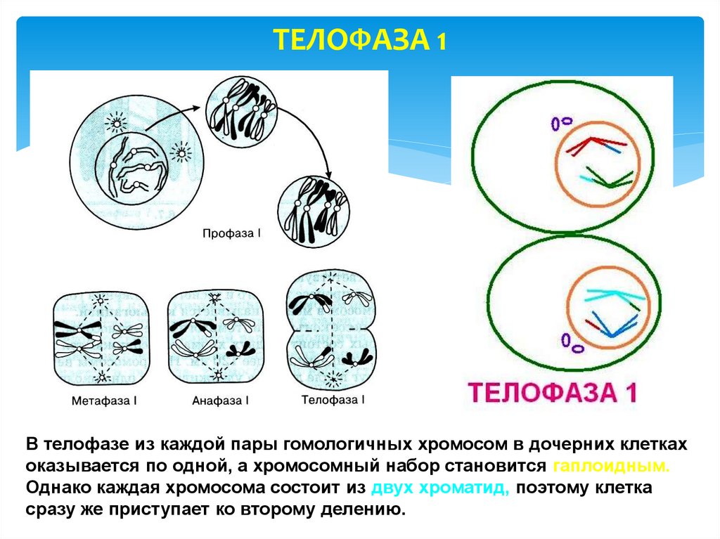 Сколько хромосом в телофазе мейоза 1. Телофаза 2. Телофаза 2 хромосомный набор. Телофаза 1 набор хромосом. Телофаза мейоза 1.