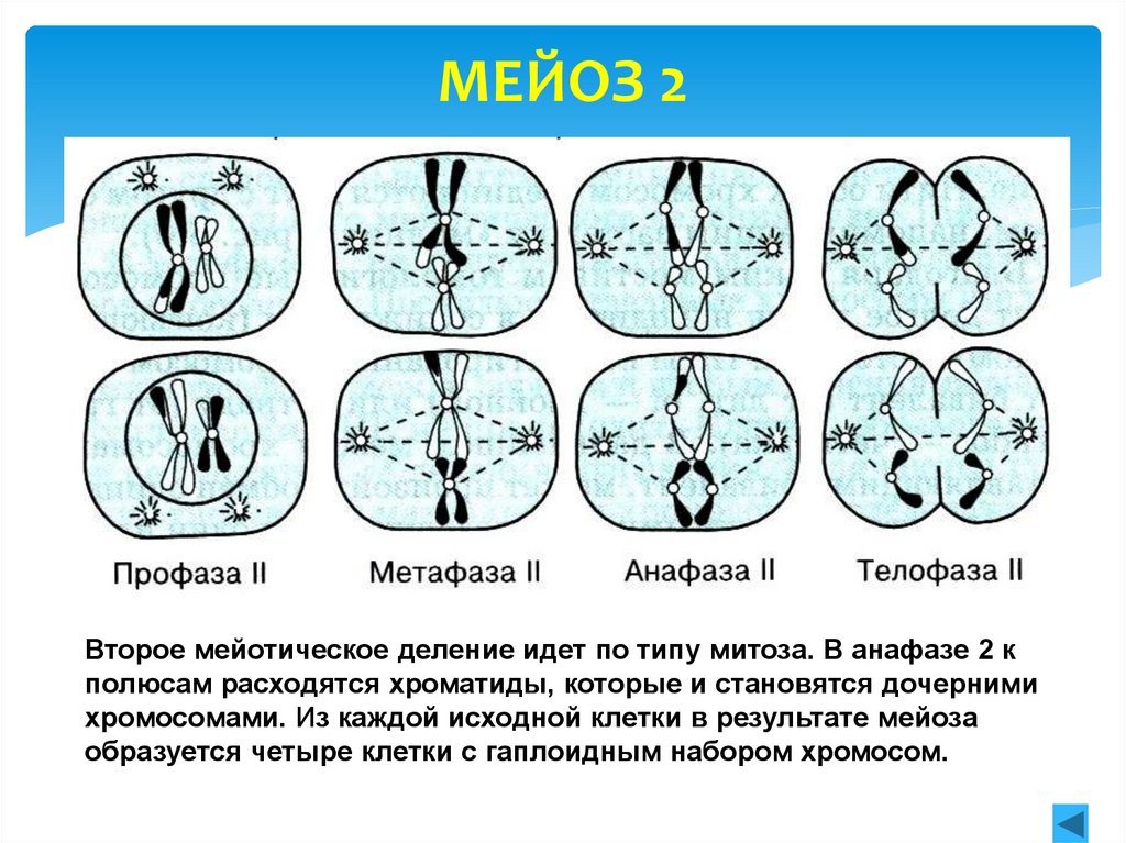 Мейотическое деление. Мейоз 2. Анафаза митоза и мейоза. Хроматиды расходятся к полюсам клетки. Анафаза мейоза 2 и анафаза митоза.