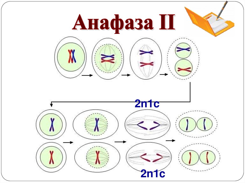 Мейоз анафаза 2 набор хромосом. Мейоз 1 анафаза 1. Анафаза мейоза 1 и 2. Анафаза мейоза 2. Схема митоза и мейоза.