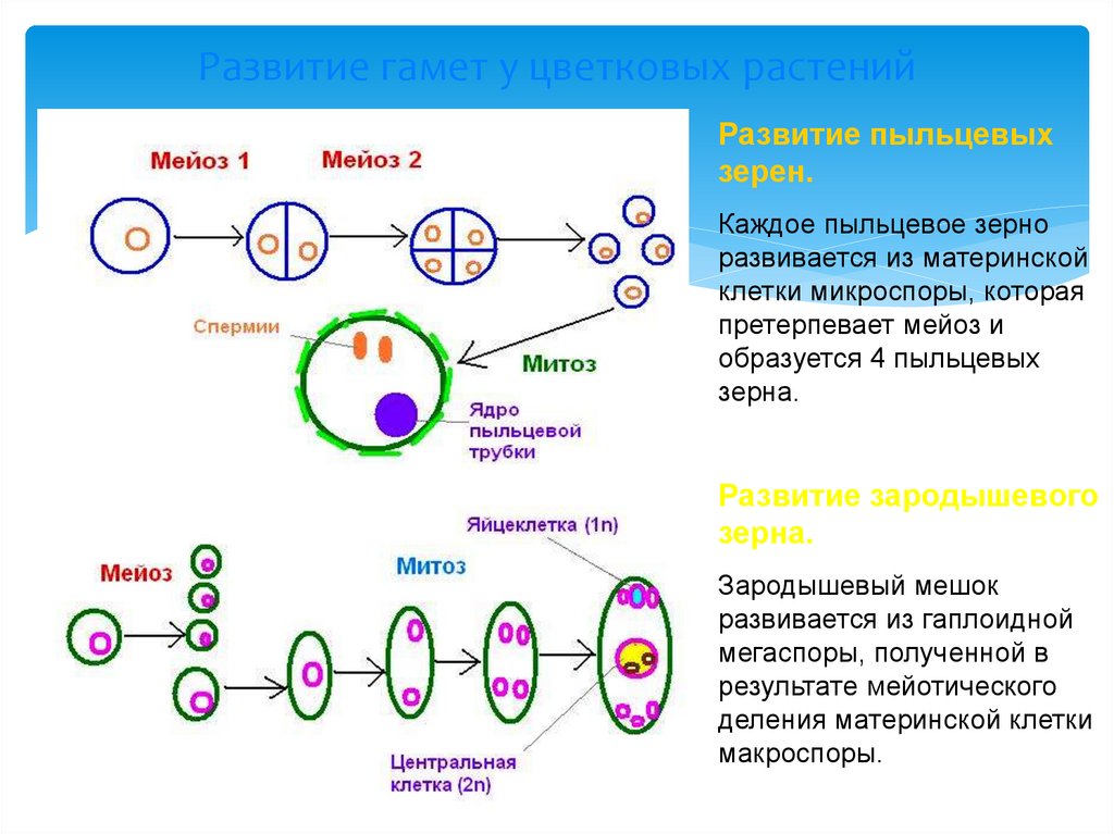 В результате какого деления образуются микроспоры. Образование половых клеток мейоз. Мейоз оплодотворение. Материнские клетки в митозе и мейозе. Половое размножение мейоз.