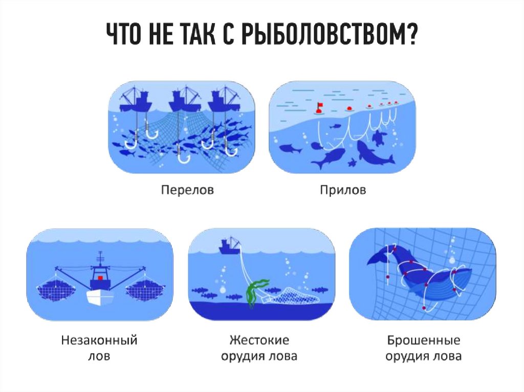 Морская экосистема презентация