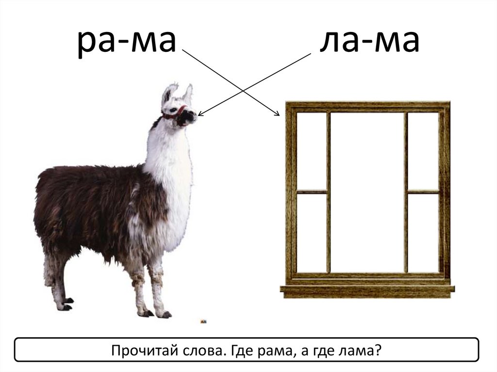 Лама кучеряма. Лама рама. Рама лама картинки для детей. Лама рисунок для детей. Лама картинка для детей.