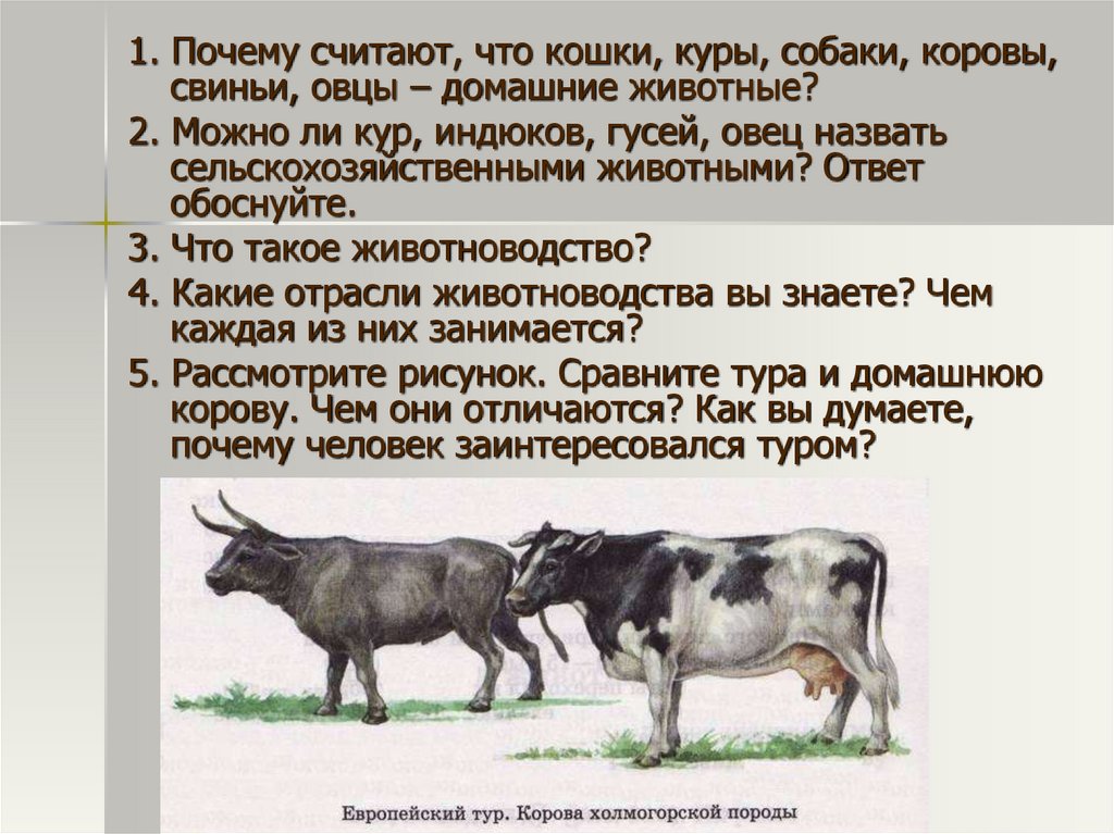 Что значит спк. Предки сельскохозяйственных животных. Овца домашние животные коровы. Доклад о домашних животных сельскохозяйственных. Животноводство коровы свиньи.