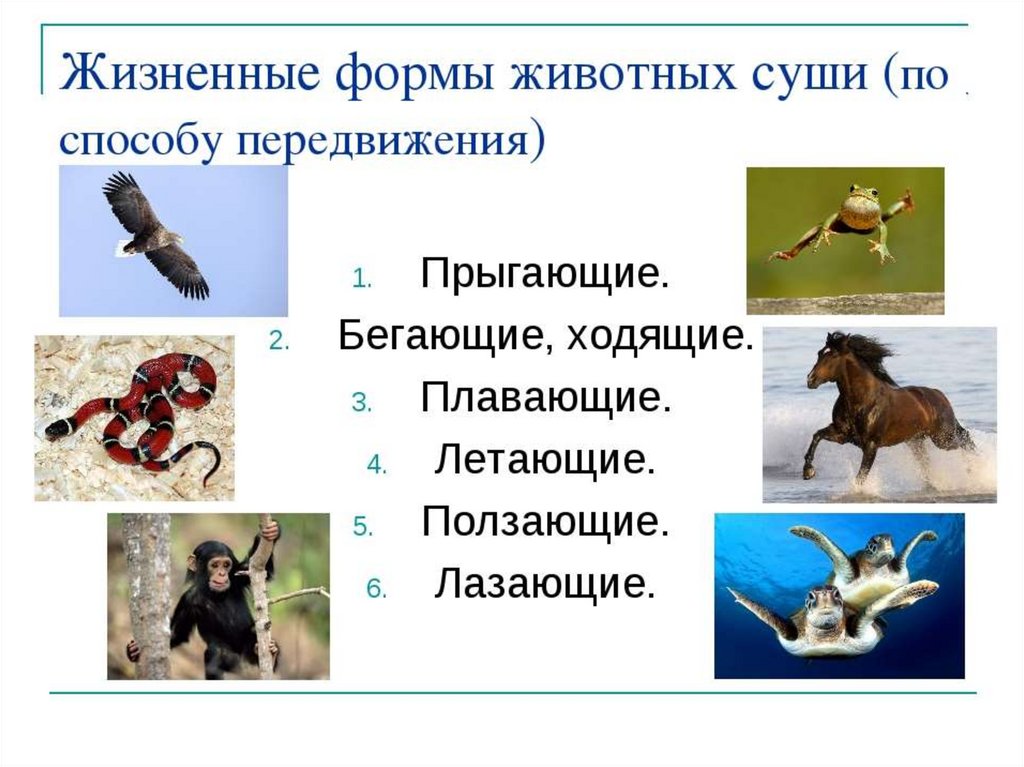 Привести примеры других видов животных