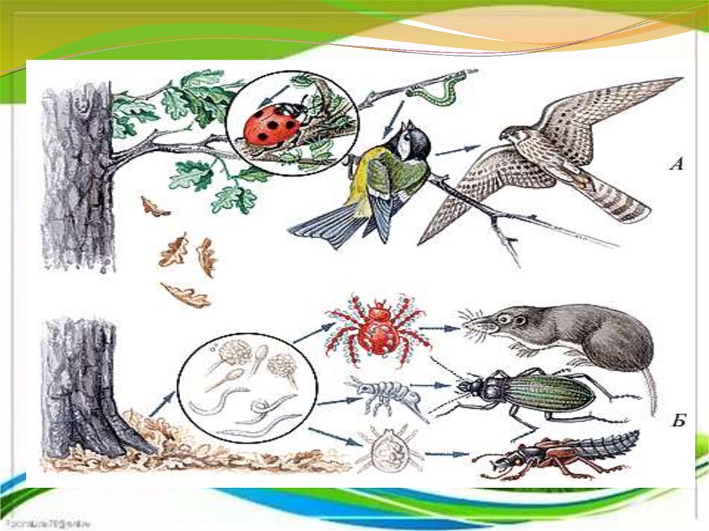 Разнообразие природных сообществ биология презентация