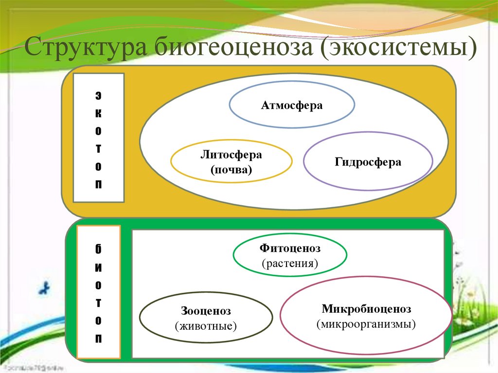Структура биогеоценоза (экосистемы)