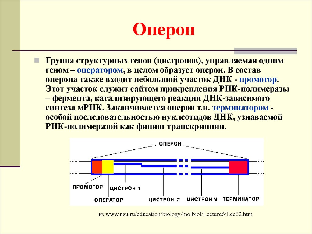 Представляли собой группы объединяющие. Строение Гена оперон. Структура Гена оперон. Функциональные гены оперона. Строение оперона бактерий.