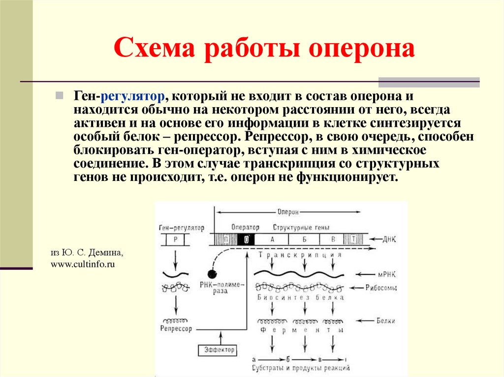 Регуляция биосинтеза белков у прокариот. Строение Гена оперон. Структура Гена оперон. Регуляция транскрипции у прокариот и лактозный оперон. Описать строение оперона..