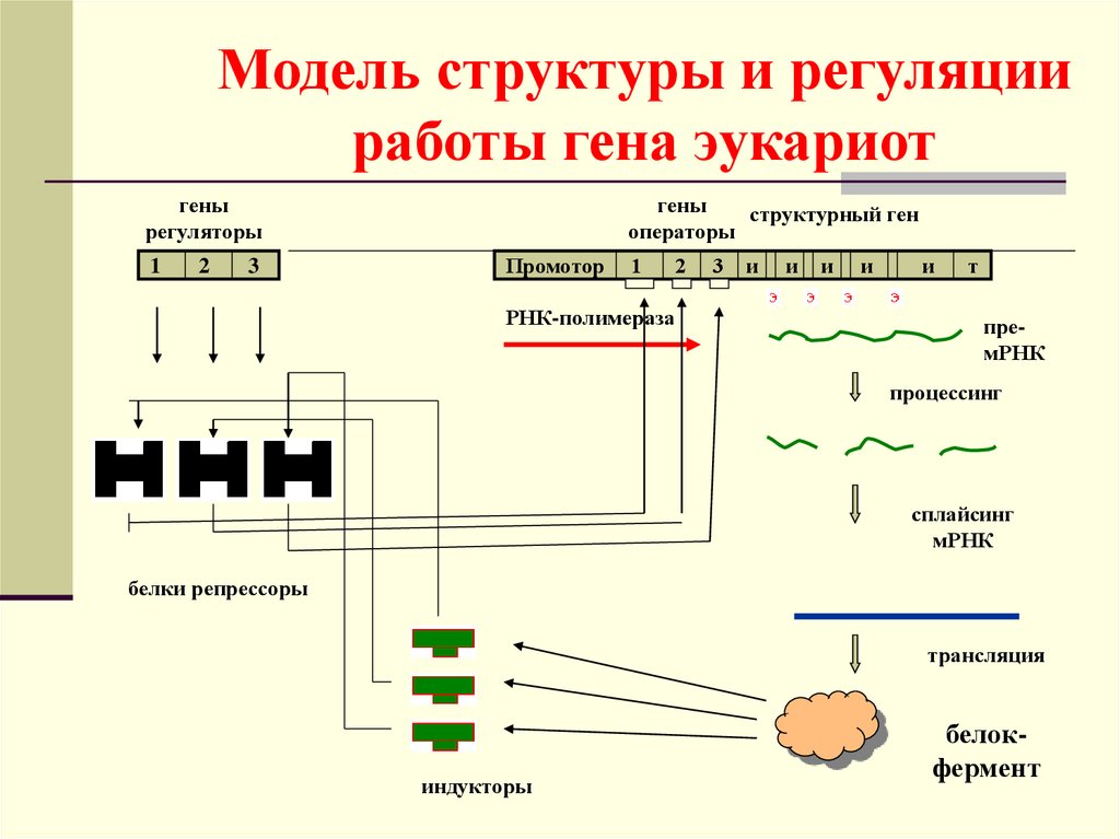 Регуляция у прокариот и эукариот. Регуляция активности генов у эукариот схема. Регуляция работы генов у эукариот схема. Строение структурных генов у про- и эукариот. Схема регуляции генов у эукариот.