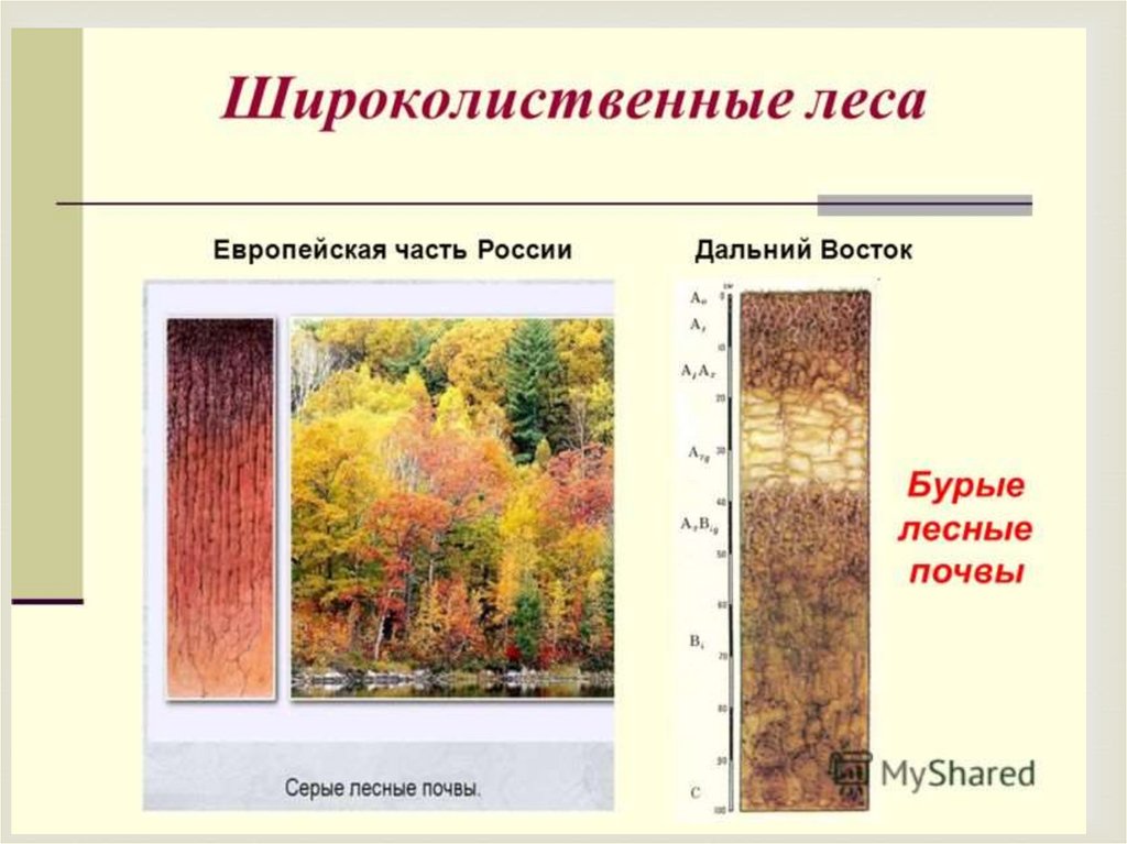 Лес тип почвы. Широколиственные леса Тип почвы. Широколиственный лес Тип почвы. Зона широколиственных лесов почва. Почвы смешанных и широколиственных лесов в России.