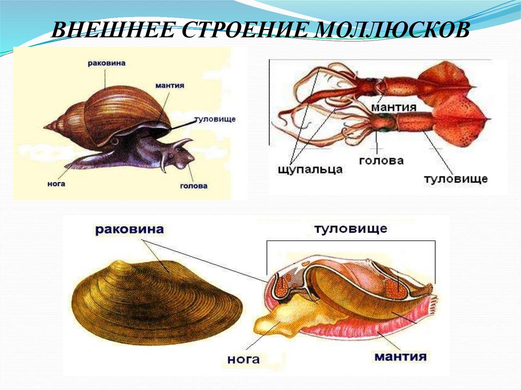 Полость тела моллюсков вторичная. Двустворчатые моллюски мантийная полость. Моллюски двустворчатые строен. Двустворчатые моллюски строение. Мантийная полость у брюхоногих моллюсков.
