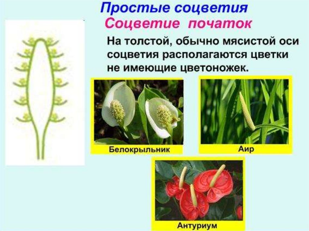 Презентация на тему соцветия