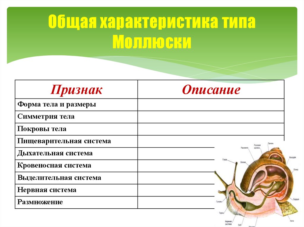 Презентация тип моллюски 7 класс биология общая характеристика