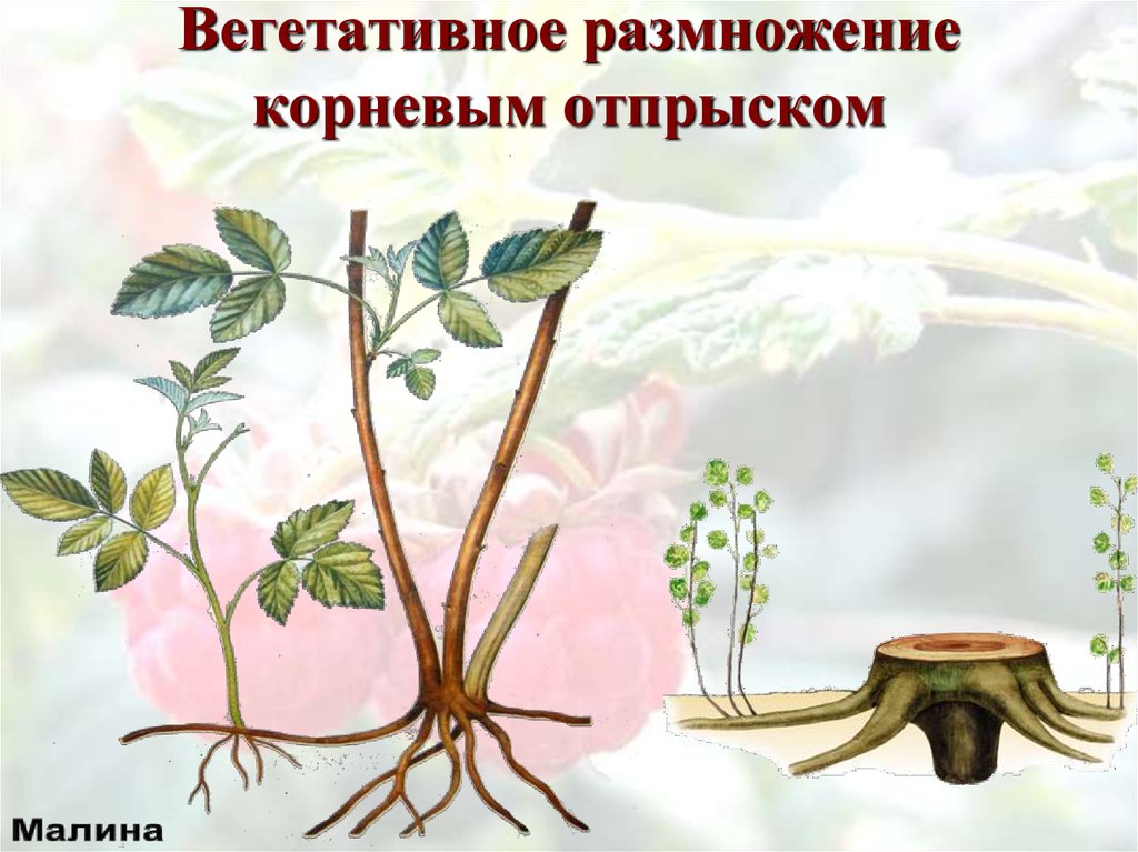 Вегетативное рисунок. Размножение корневыми отпрысками. Вегетативное размножение отпрысками. Вегетативное размножение Корневое растения. Вегетативное размножение корневыми отпрысками.