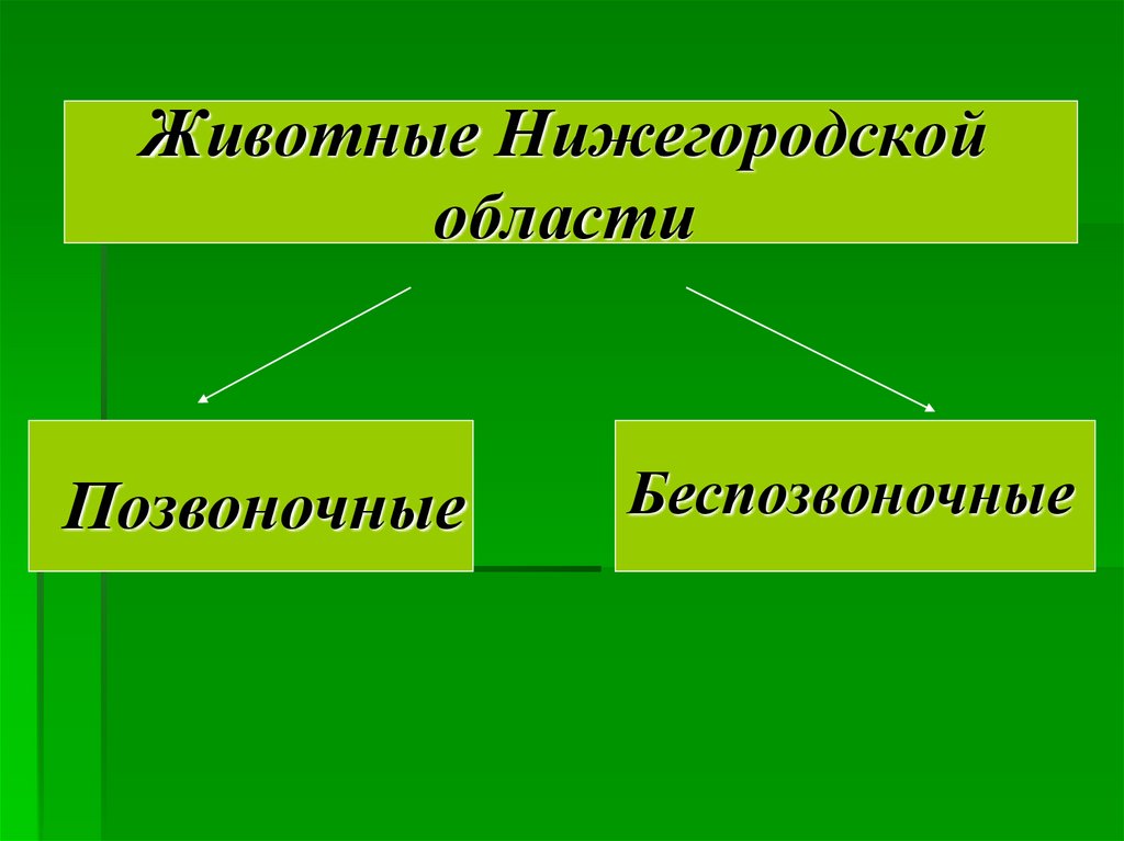 Животный мир нижегородской области презентация