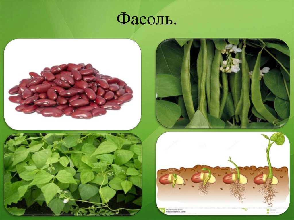 Бобові рослини - online presentation