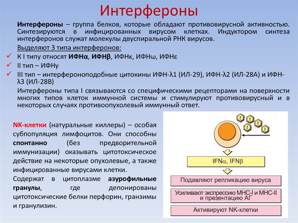 Выработка интерферонов. Интерфероны иммунология. Интерферона 2 функция. Противовирусные типы интерферонов. Интерфероны роль в иммунитете.