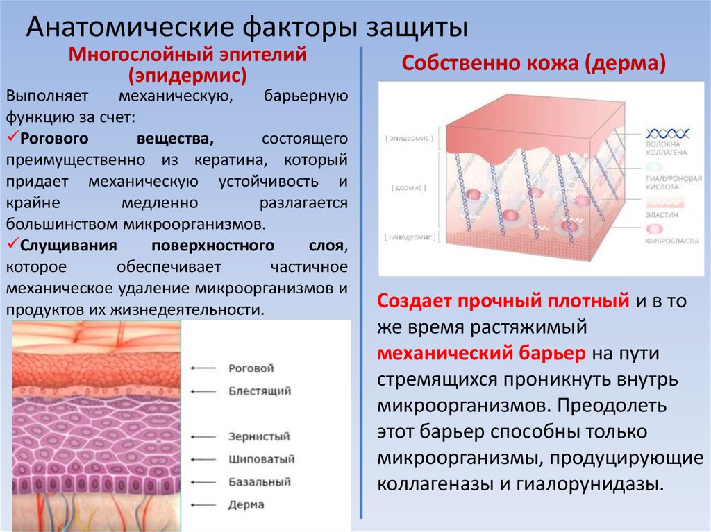 Эпидермис и дерма характеристики. Эпидермис многослойный эпителий. Поверхностный слой кожи. Анатомические факторы защиты. Раздражение и слущивание поверхностного слоя кожи.