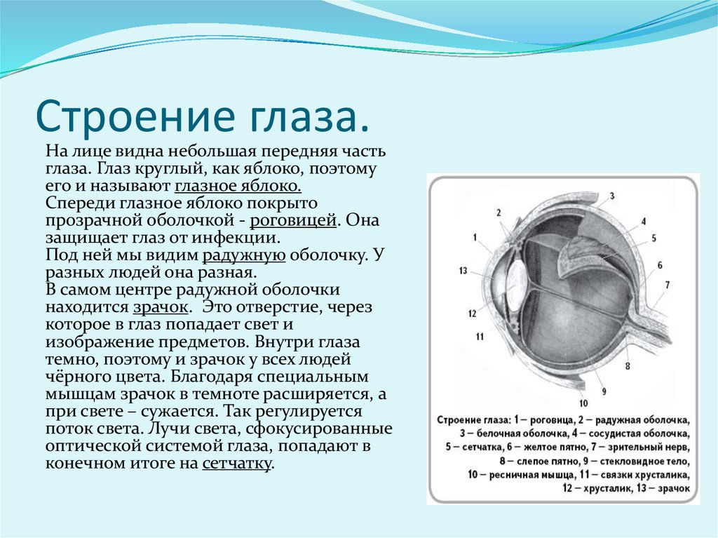 Что воспринимает световое изображение прошедшее через зрачок ответы