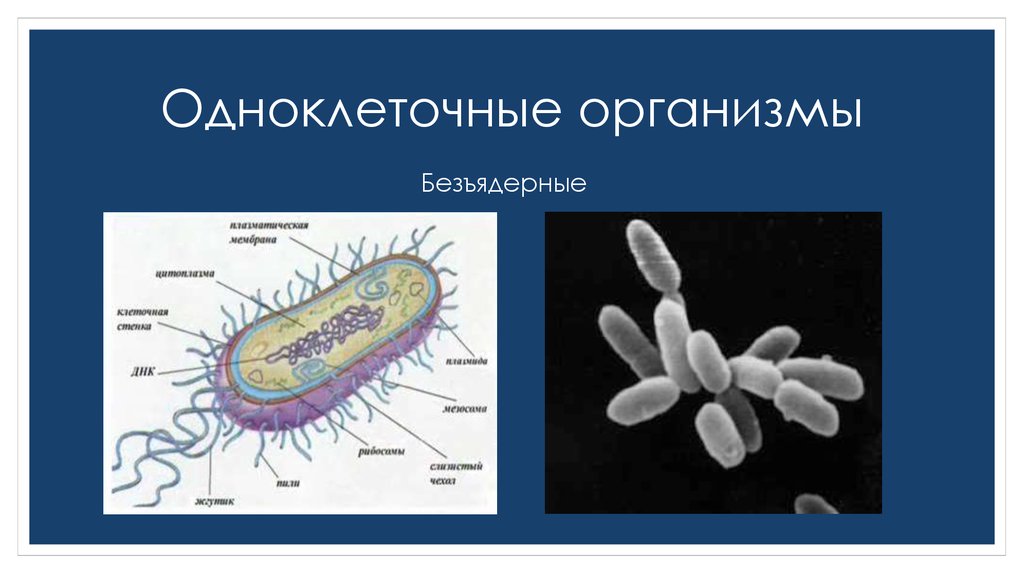 Одноклеточные животные прокариоты. Одноклеточные безъядерные. Одноклеточные организмы. Без ядерные одноклеточные. Бактерии безъядерные организмы.