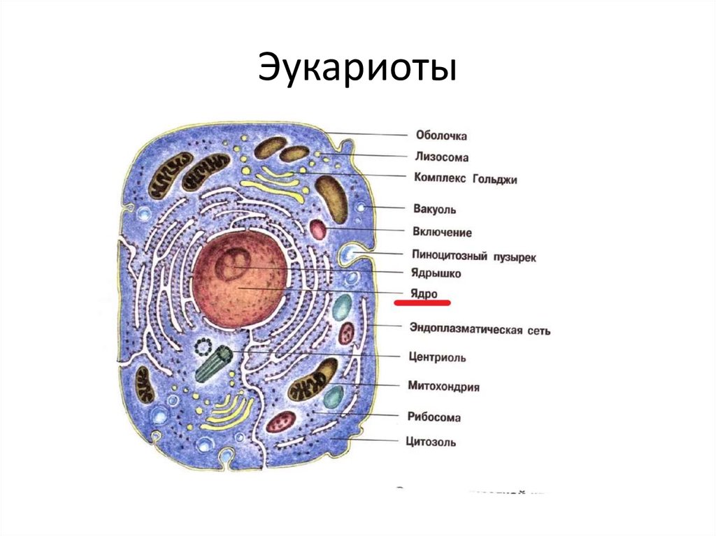 Органоиды клетки прокариота