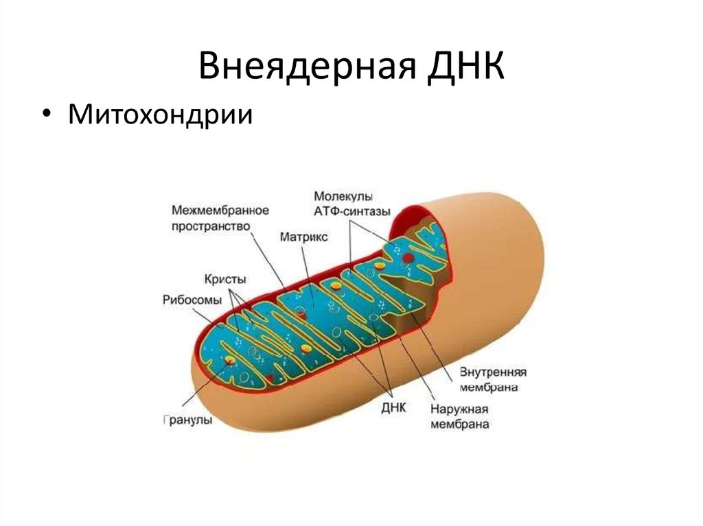 Днк митохондрий. Митохондрии энергетические станции клетки. Митохондрии двумембранные органоиды. Строение митохондрии эукариотической клетки. Строение бактериальной клетки митохондрии.