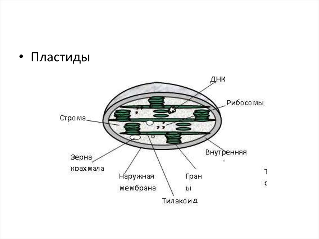 Какой буквой на рисунке обозначен хлоропласт