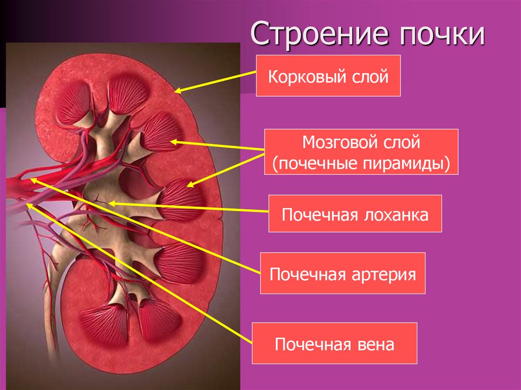 Компоненты почки. Корковый и мозговой слои почки. Корковый слой почки строение. Макроскопическое строение почки человека. Мозговой слой почки строение.