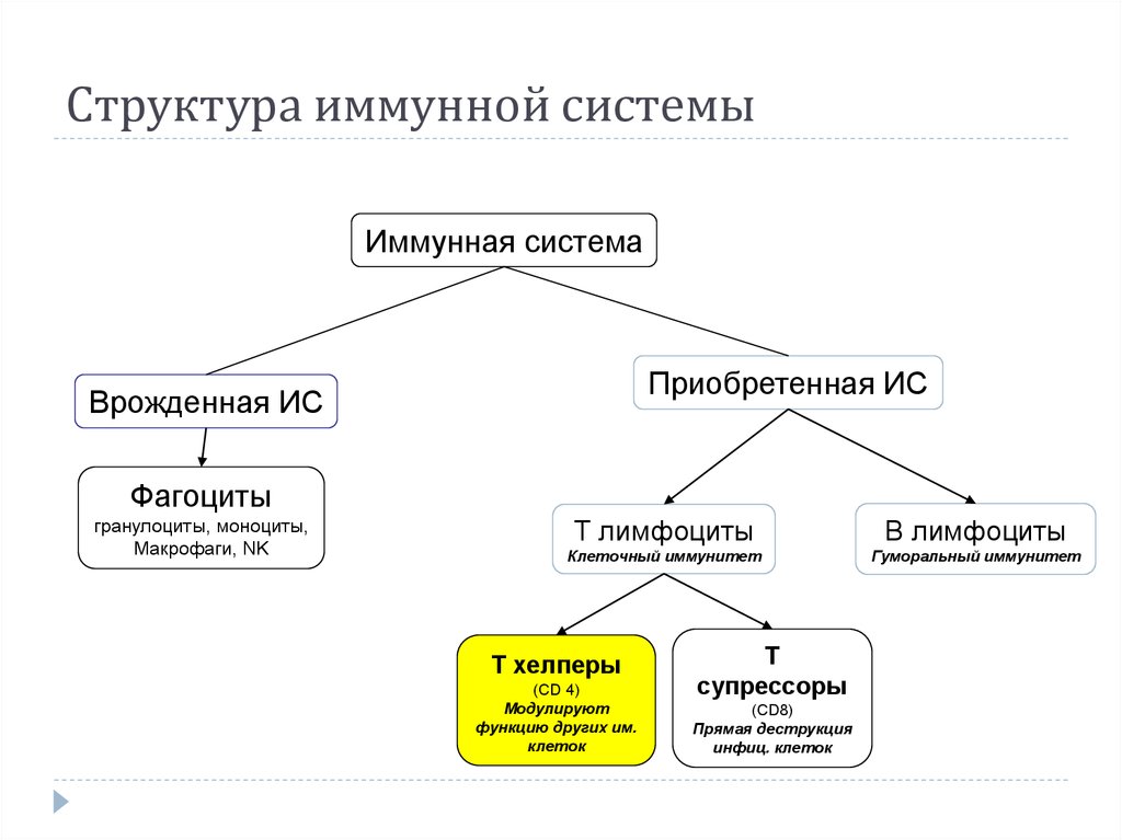 Особенности строения иммунной системы