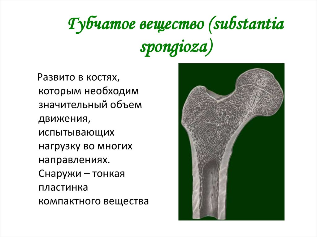 Схема губчатой кости. Губчатые кости. Губчатая кость. Substantia Extensa цитата.