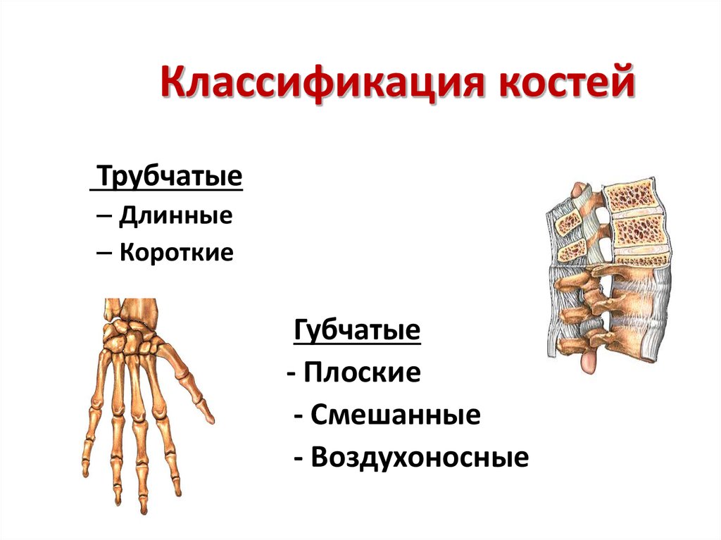Что образуют трубчатые кости