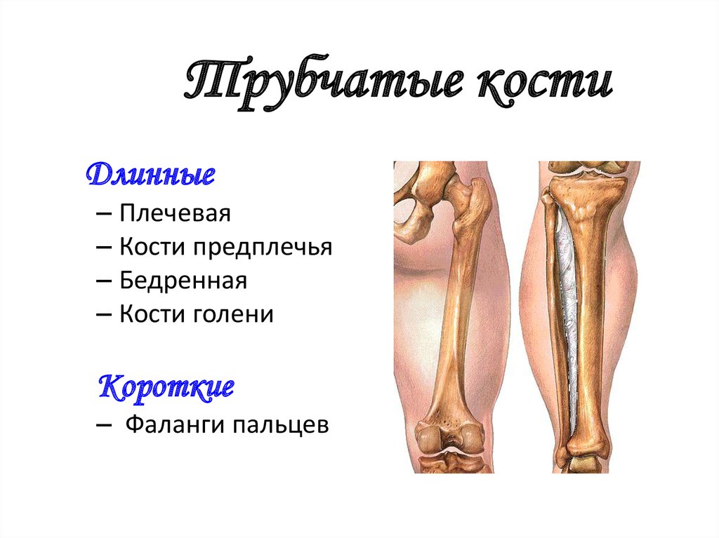 Назовите длинные кости. Длинная трубчатая кость человека. Где располагается трубчатая кость. Трубчатый. Строение длинной трубчатой кости.