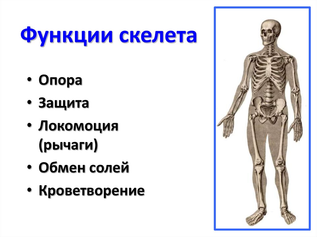 Функция скелета организма