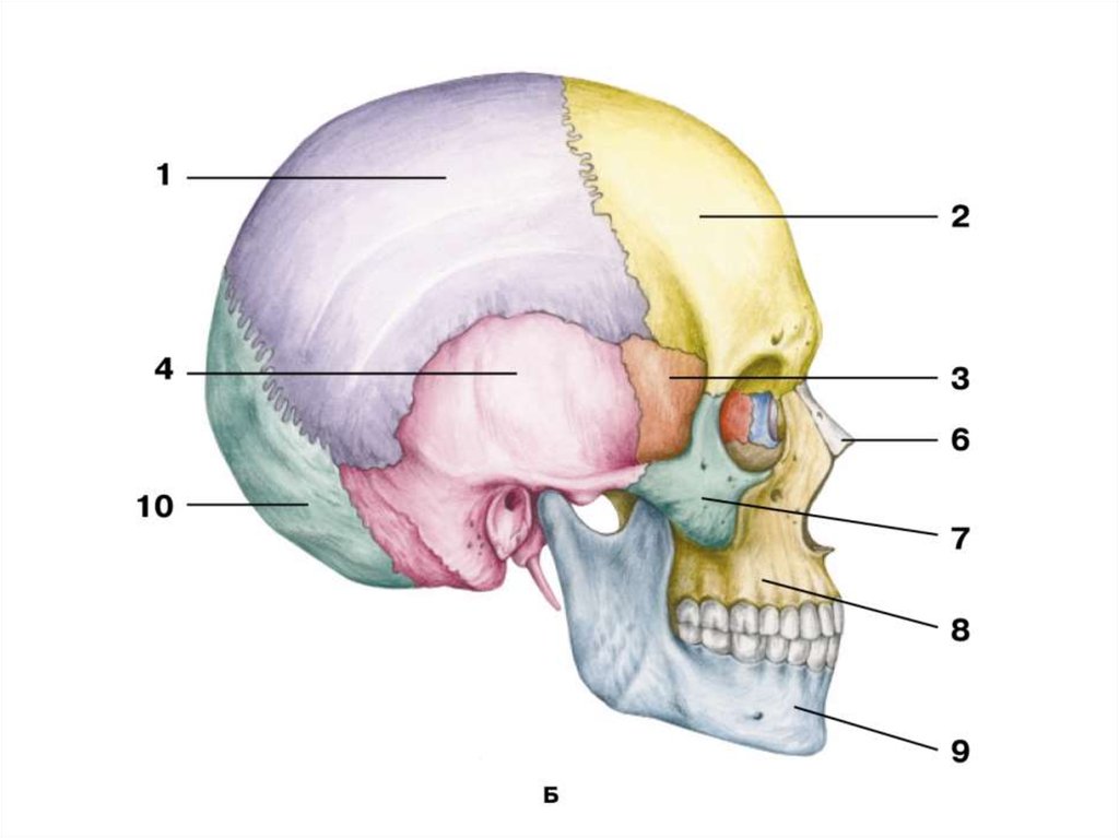 Части черепа. Скелет черепа человека анатомия. Череп головы человека анатомия. Череп человека сбоку анатомия. Строение черепа человека вид сбоку.