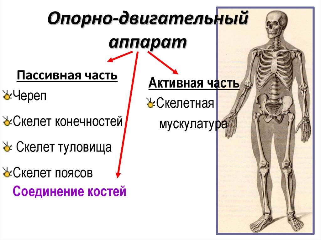 Опорно двигательная система рисунок с подписями