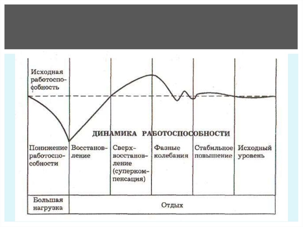 Утомления и восстановления организма. Утомление и восстановление мышц. Схема утомления мышц. Работоспособность утомление восстановление работоспособности. Утомление мышц график.