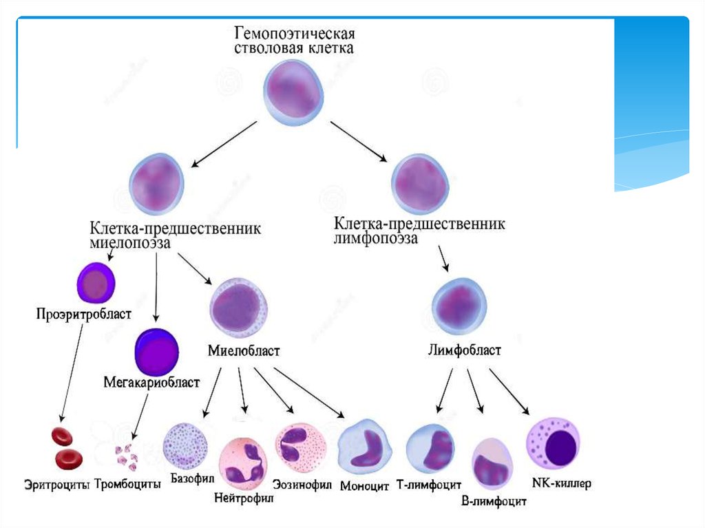 Схема клеток крови. Гемопоэтическая стволовая клетка схема. Схема кроветворения стволовая клетка. Стволовая плюрипотентная клетка крови это. Полипотентная стволовая клетка крови.