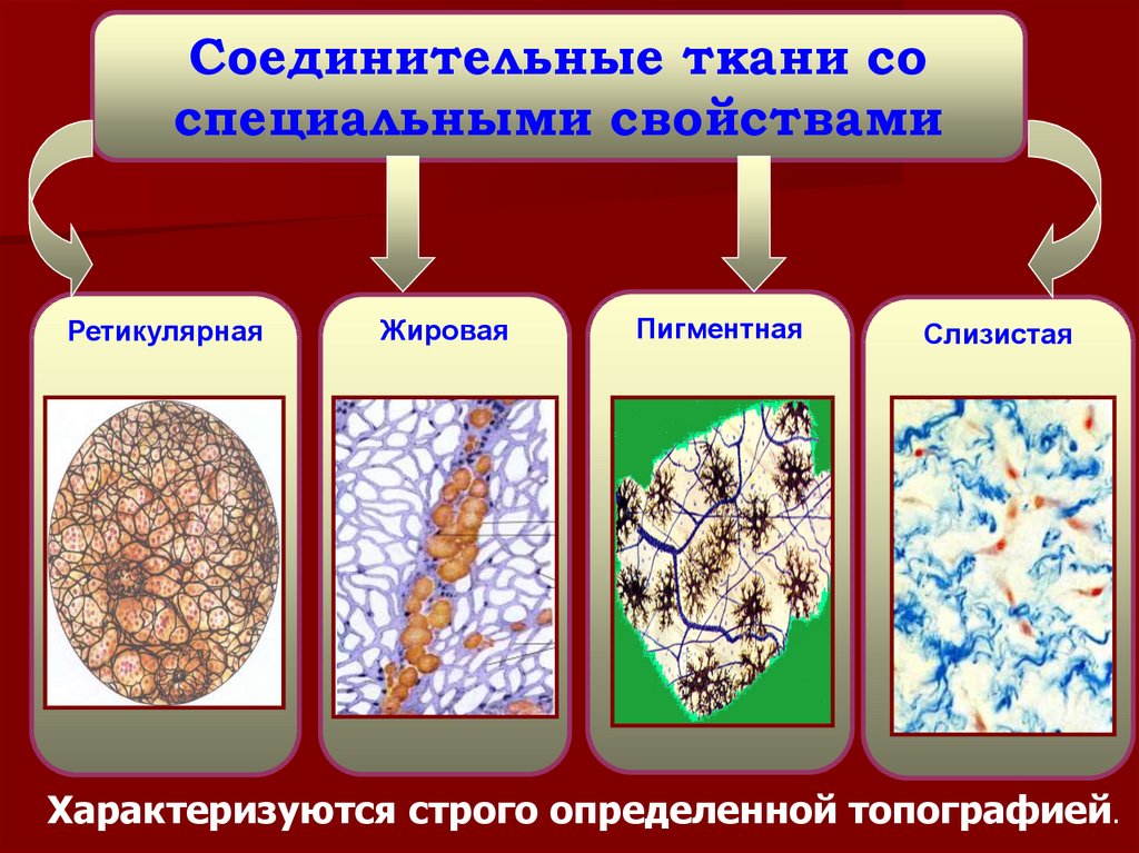 Скелетные ткани общие свойства